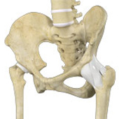 Hip Ligament Injuries