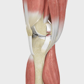 Knee Sports Injuries